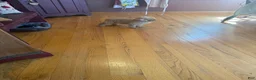 Mixed Breed dogs for sale: Tabby - Ad 5