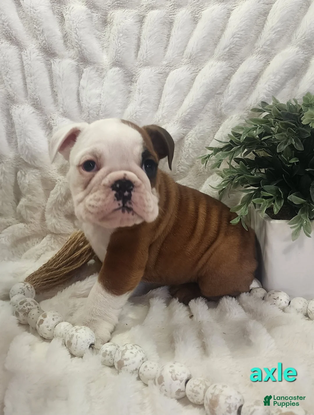 English Bulldog dogs for sale: AKC Axel  - Ad 1