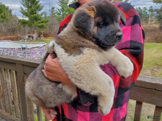 Akita dogs Boss - Ad 23