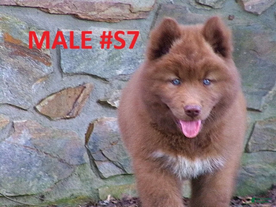 Siberian Husky dogs for sale:  S7 - Ad 1