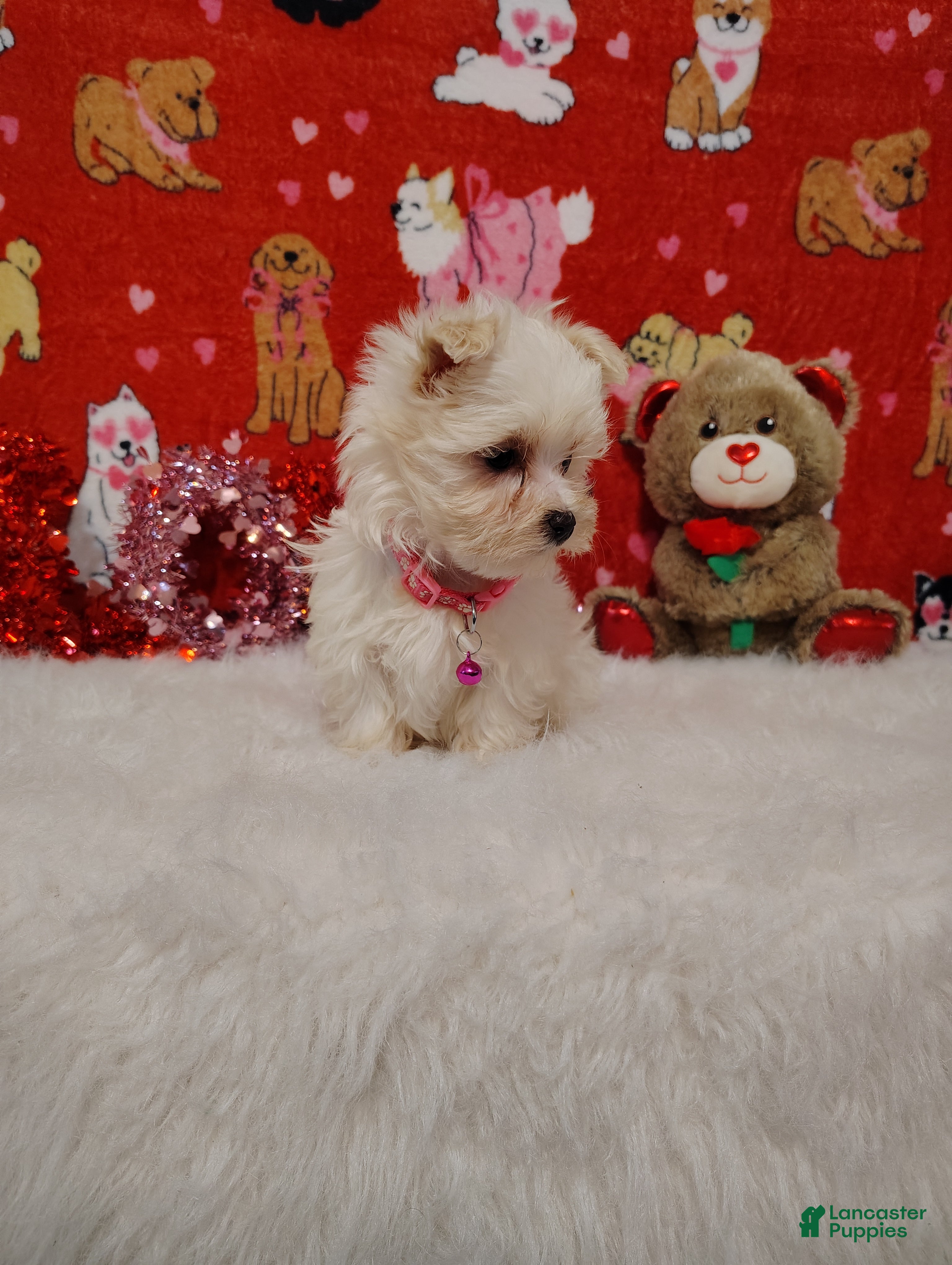 Maltese dogs Olivia - pink - Ad 35