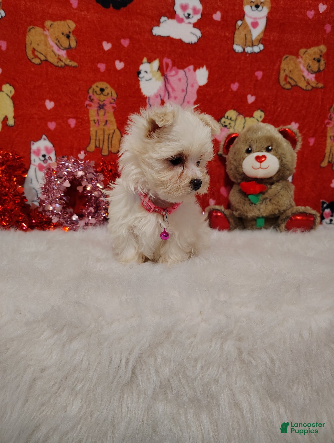 Maltese dogs for sale: Olivia - pink - Ad 1