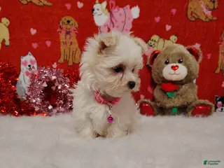 Maltese dogs Olivia - pink - Ad 41