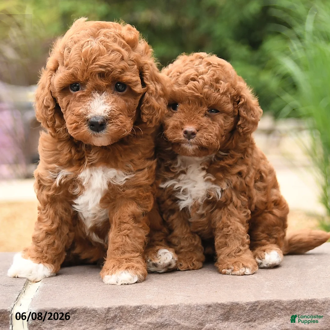 Toy Poodle dogs for sale: Tiny Fluffy - Ad 5