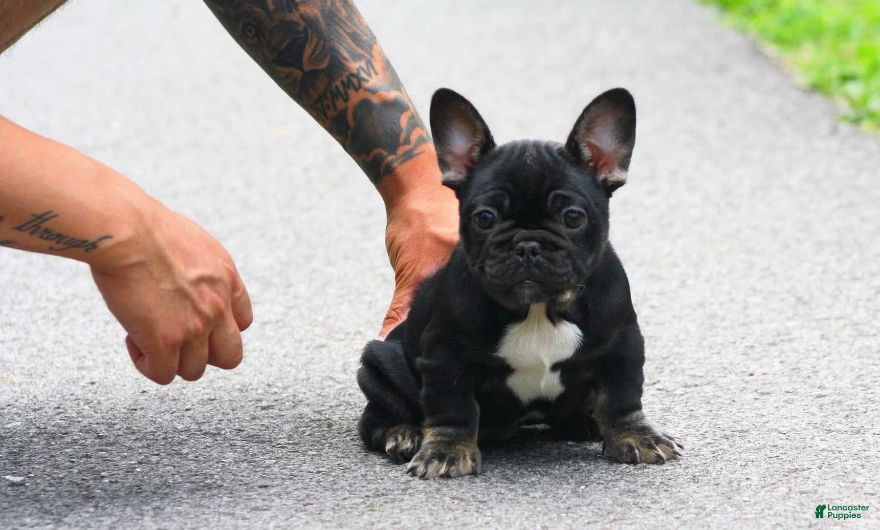 French Bulldog dogs Selene - Ad 2