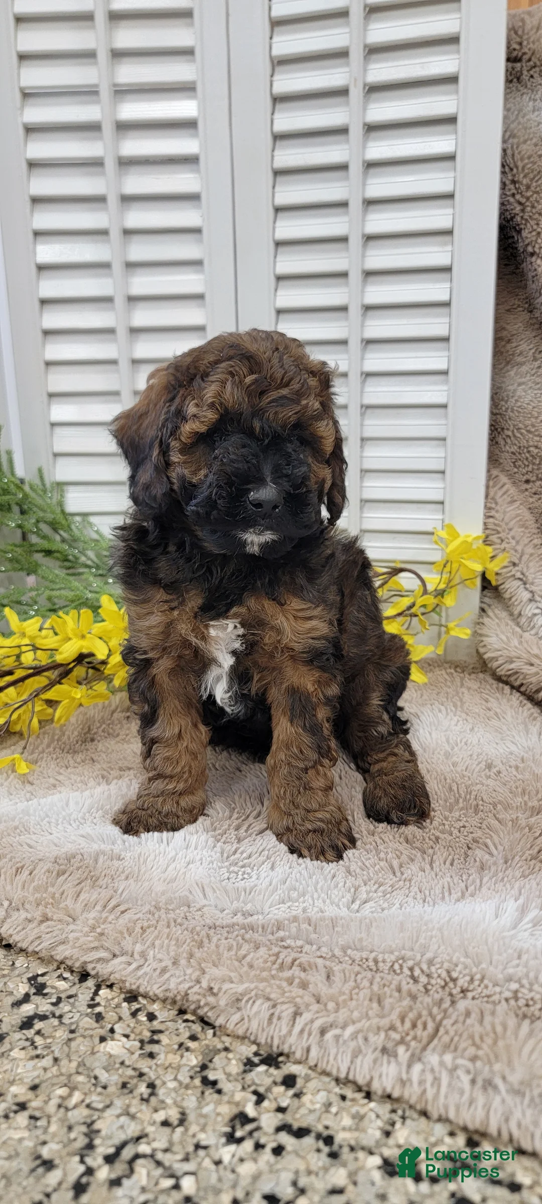 Cockapoo dogs for sale: Jack - Ad 10