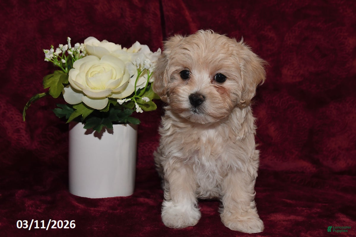 Maltipoo dogs Ellie - Ad 2