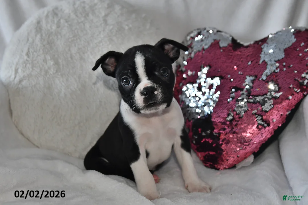 Boston Terrier dogs for sale: Murry - Ad 1