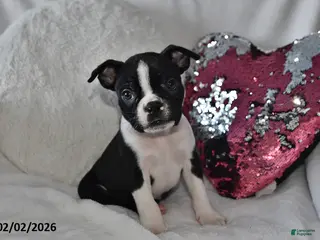 Boston Terrier dogs Murry - Ad 33