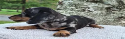 Miniature Dachshund dogs for sale: Peanut  - Ad 9