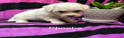Bichon Frise dogs for sale: Bichon Frise 3 phoebe - Ad 2