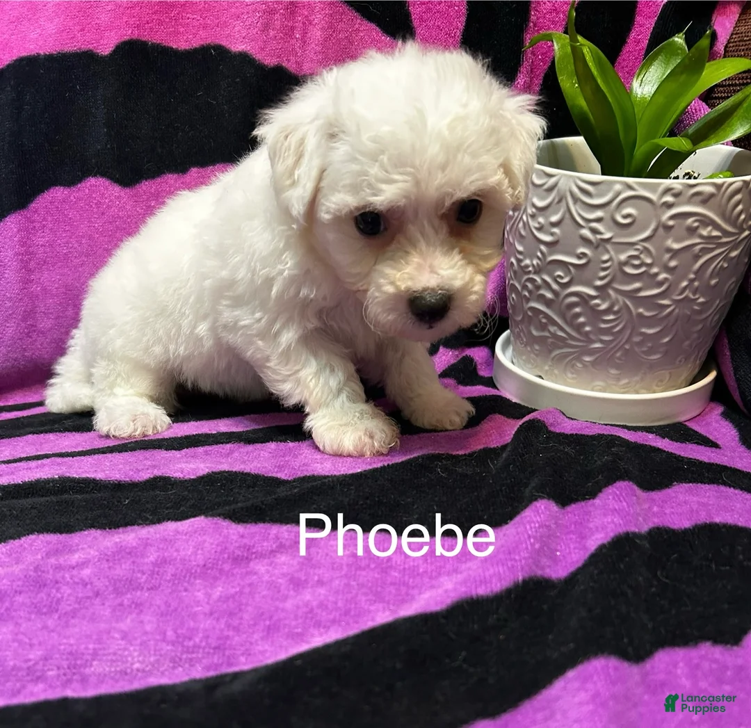Bichon Frise dogs for sale: Bichon Frise 3 phoebe - Ad 2