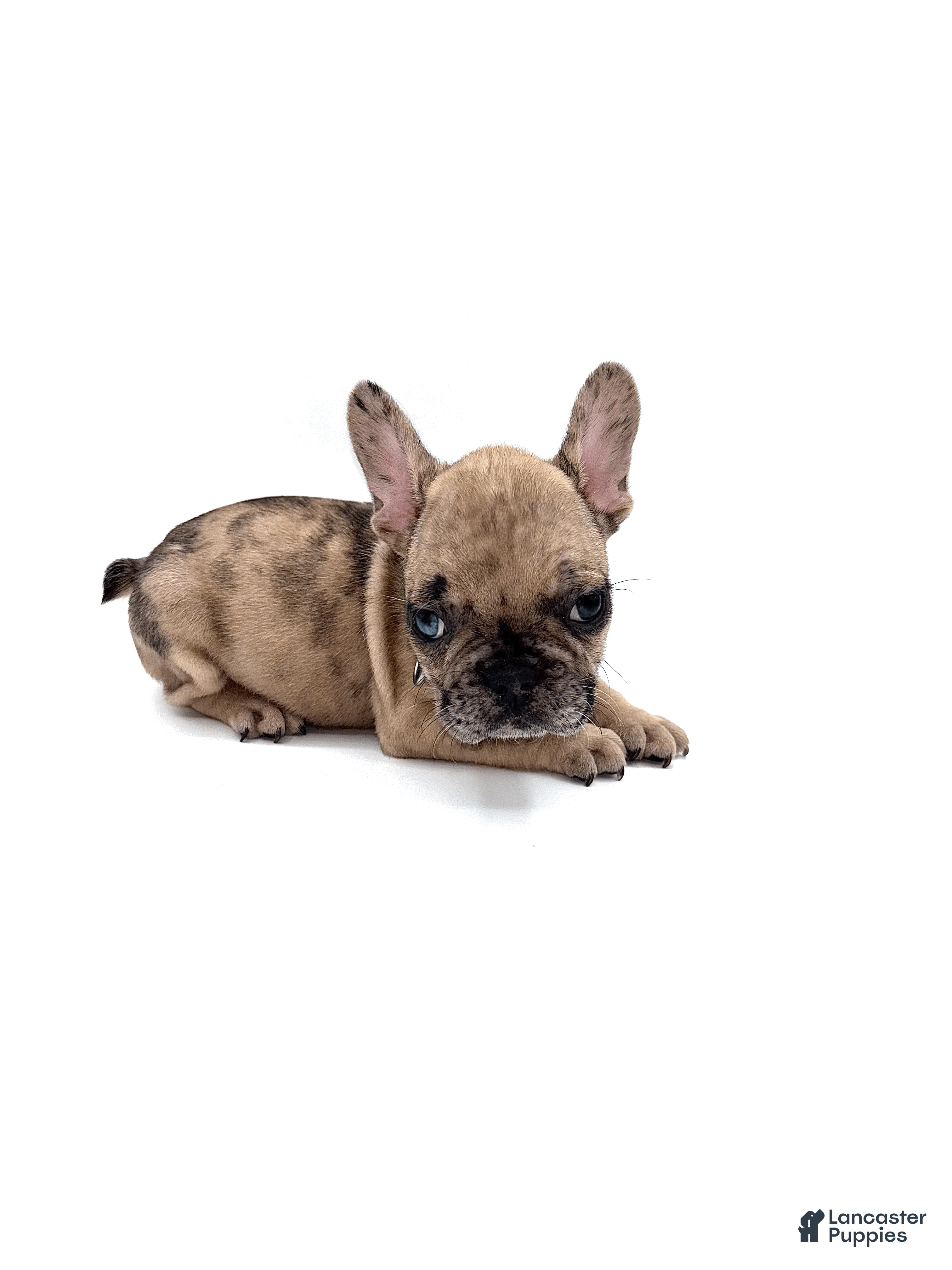 French Bulldog dogs French Bulldog Puppy 3 - Ad 2