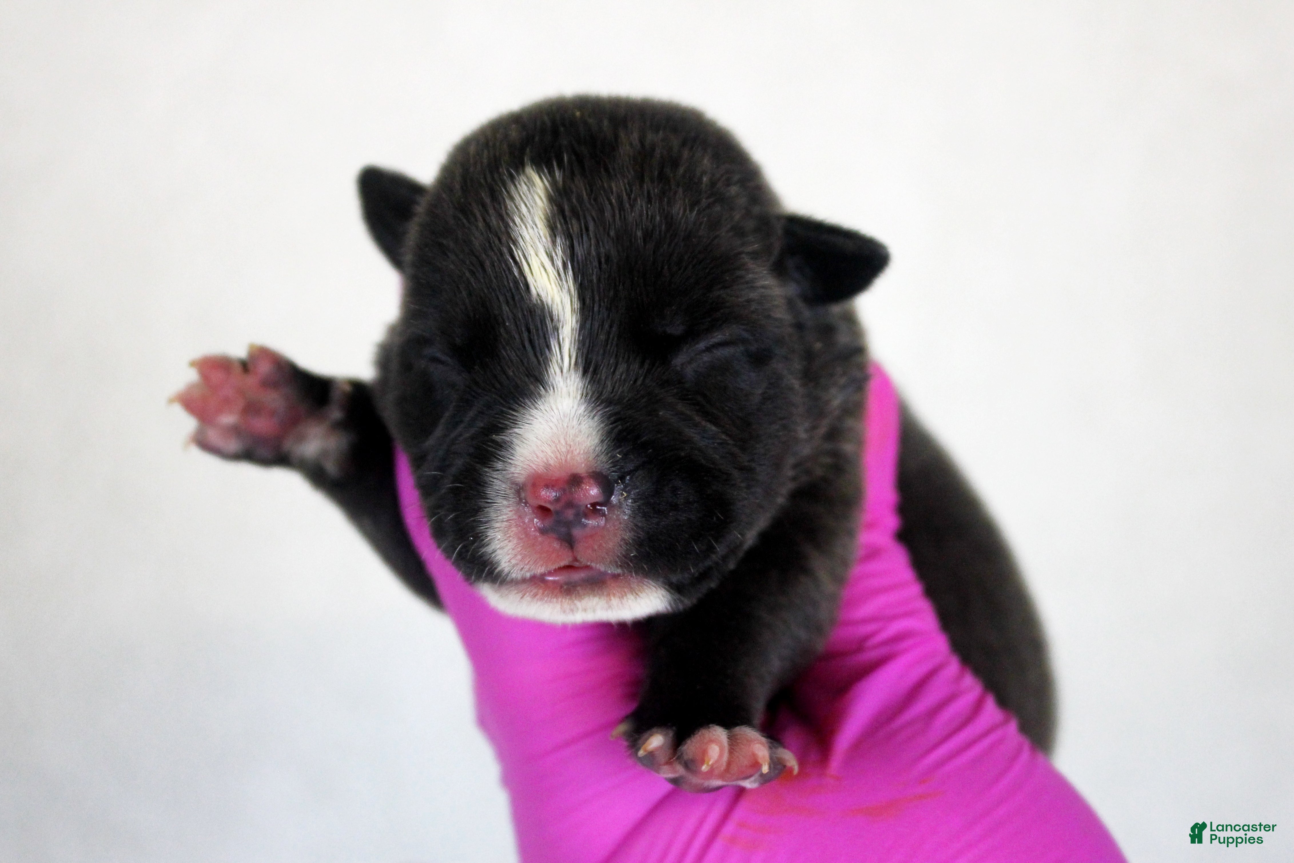 American Bully dogs Black Male - Ad 1