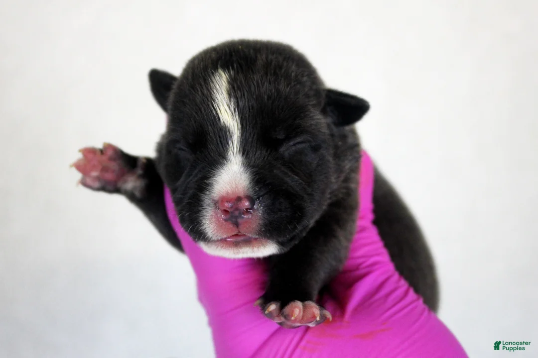 American Bully dogs for sale: Black Male - Ad 1