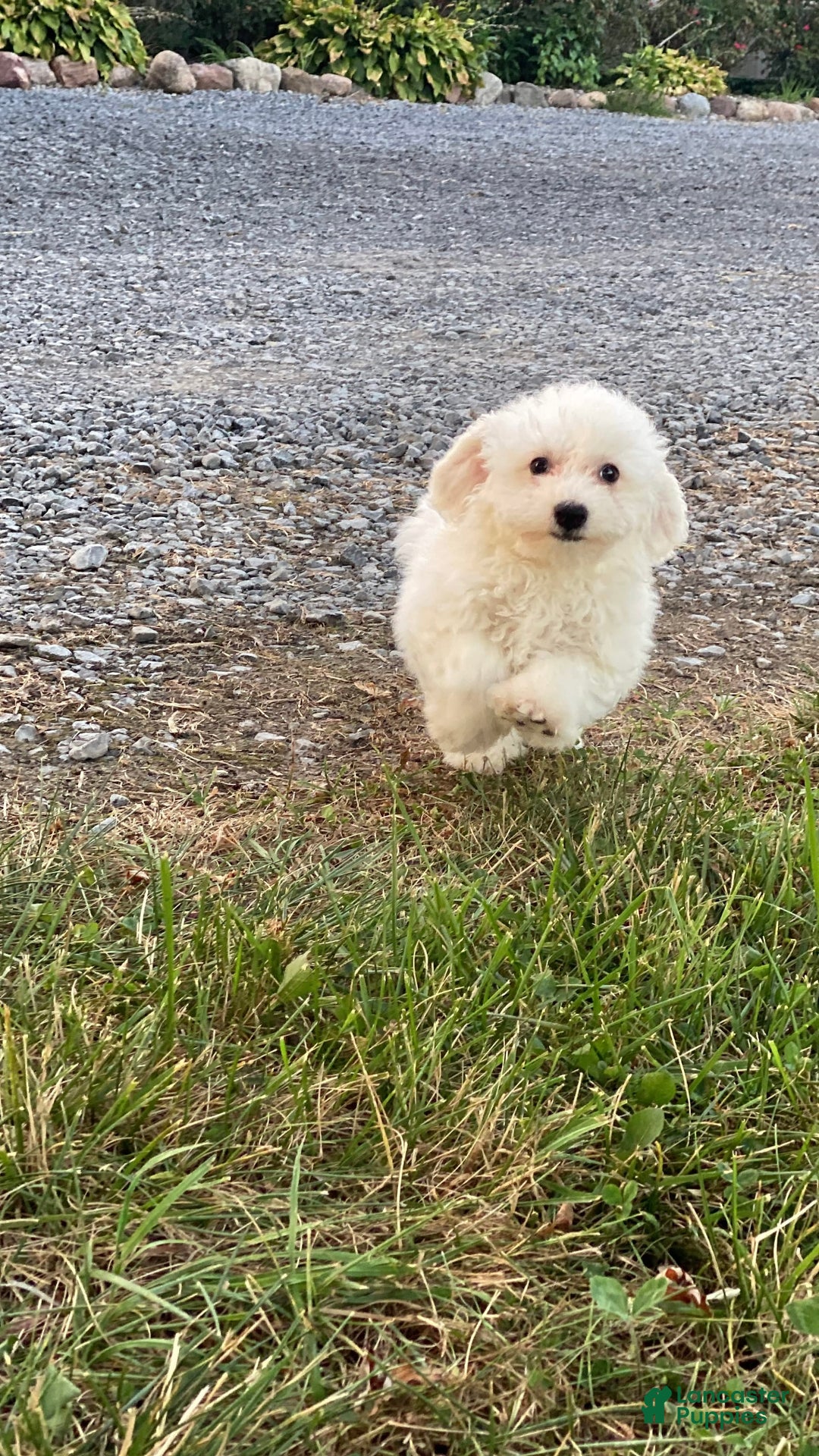 Bichon Frise dogs for sale: Bear - Ad 2