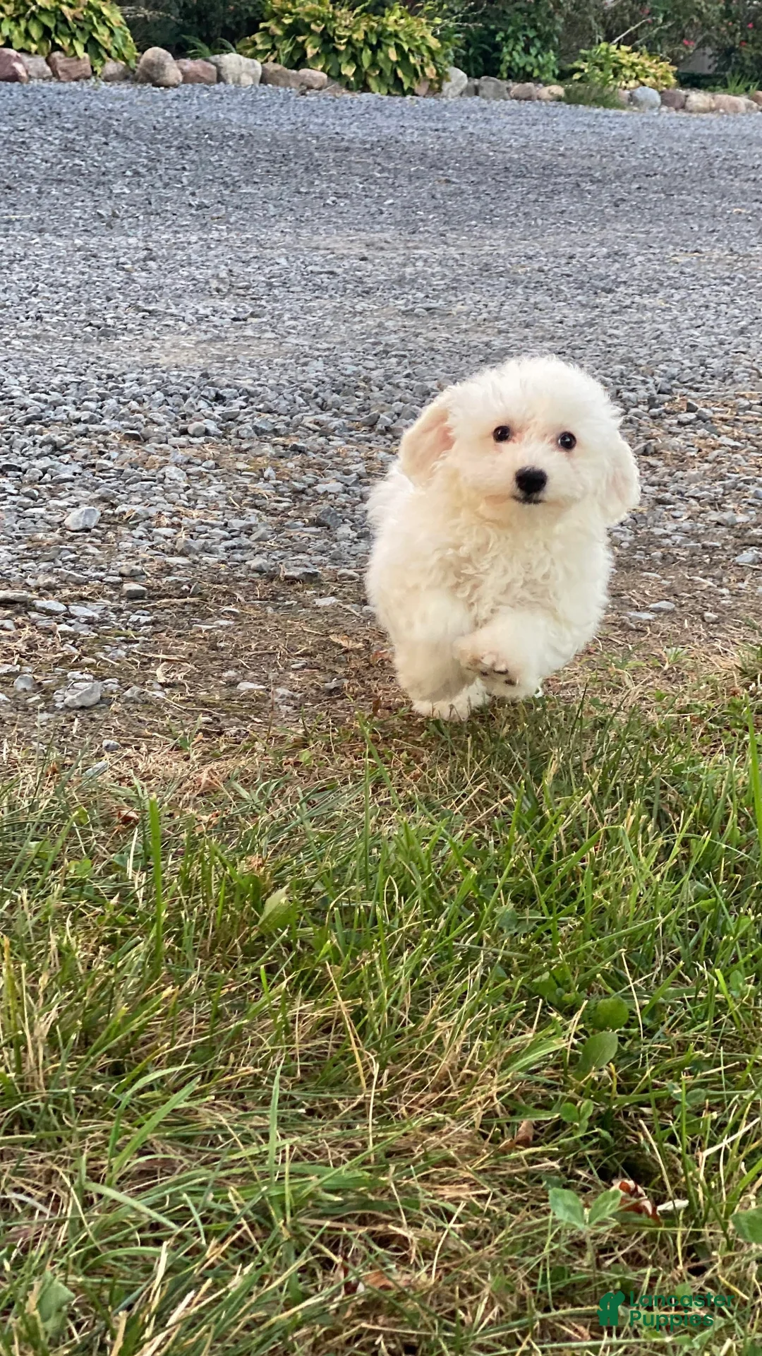 Bichon Frise dogs for sale: Bear - Ad 2