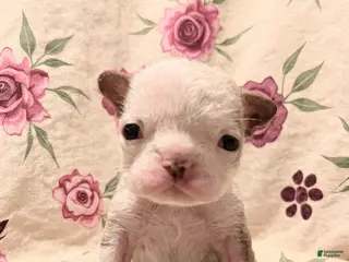 French Bulldog dogs Glamour - Ad 9