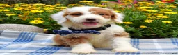 Sheepadoodle dogs for sale: Scout - Ad 2