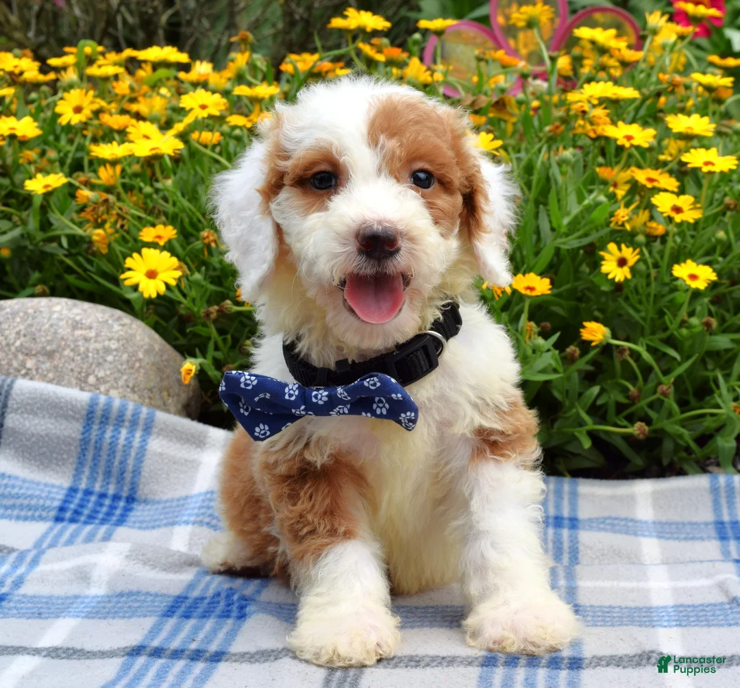 Sheepadoodle dogs for sale: Scout - Ad 2