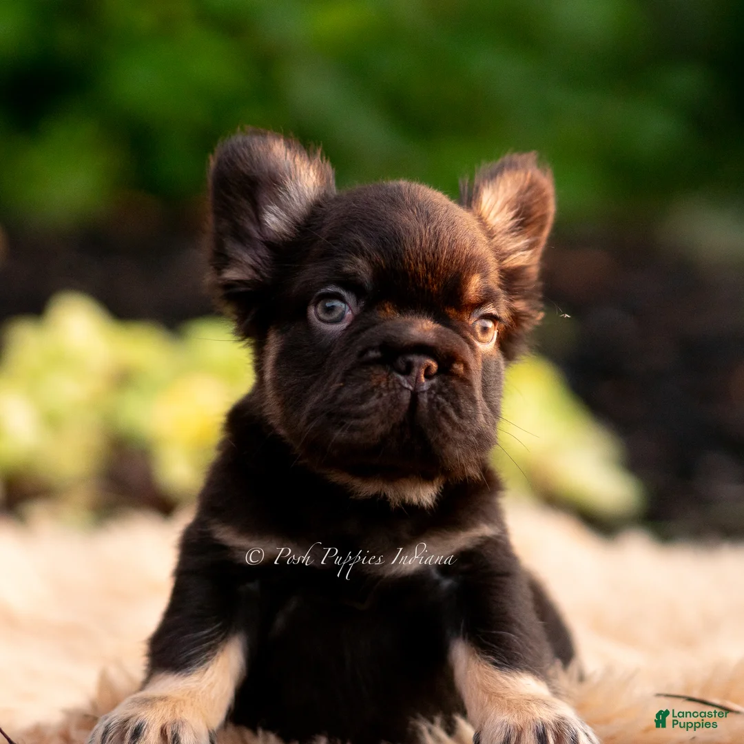 French Bulldog dogs for sale: Chewbarka - Ad 2