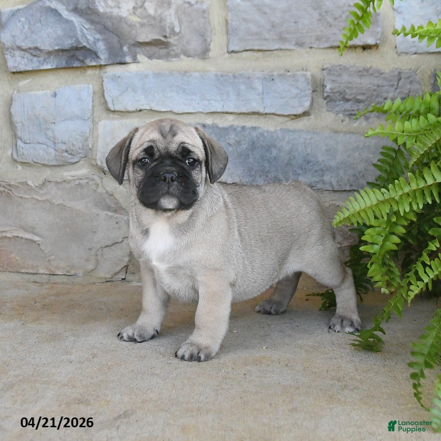 Frug dogs Hickory - Ad 1