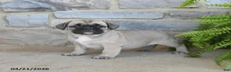 Frug dogs for sale: Hickory - Ad 1