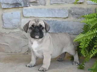 Frug dogs for sale: Hickory - Ad 2