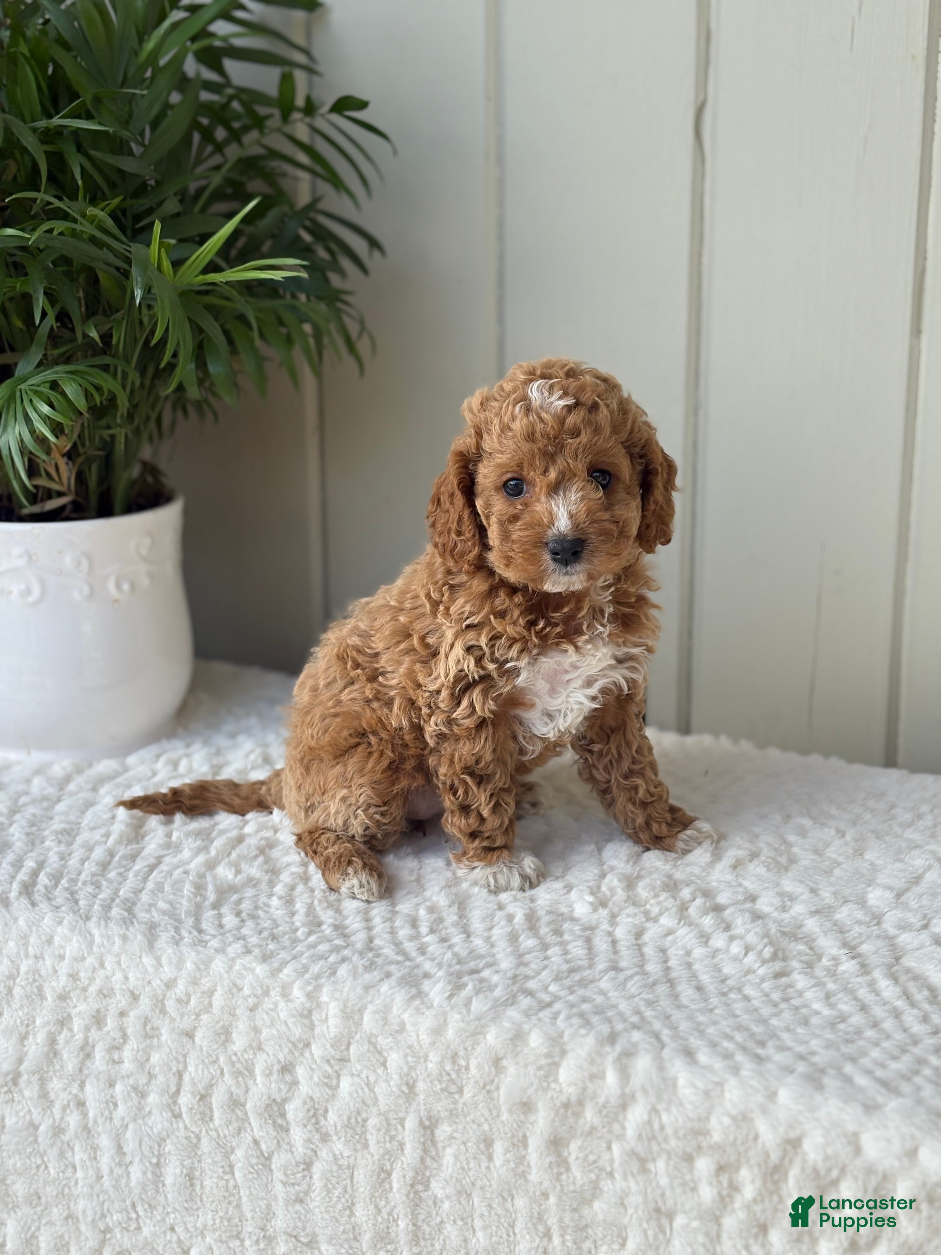 Cockapoo dogs for sale: Cockapoo Puppy 3 Daisy  - Ad 2