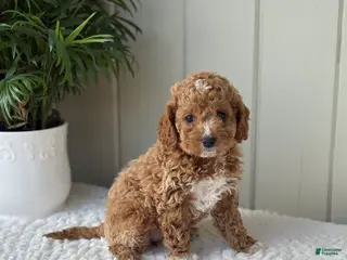 Cockapoo dogs for sale: Cockapoo Puppy 3 Daisy - Ad 2