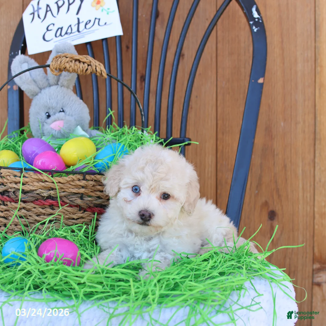 Mini Goldendoodle dogs for sale: Sunshine - Ad 1