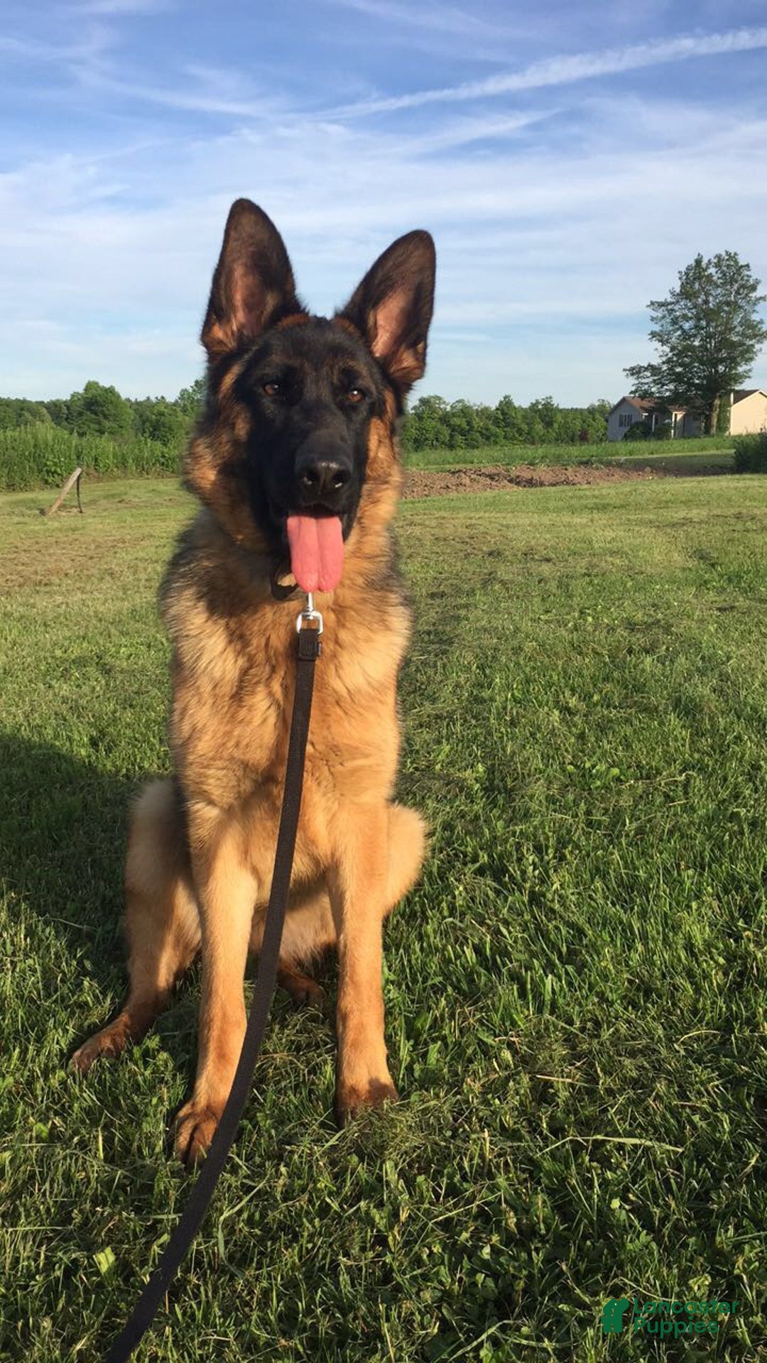 German Shepherd dogs for sale: German Shepherd Puppy 1 - Ad 2