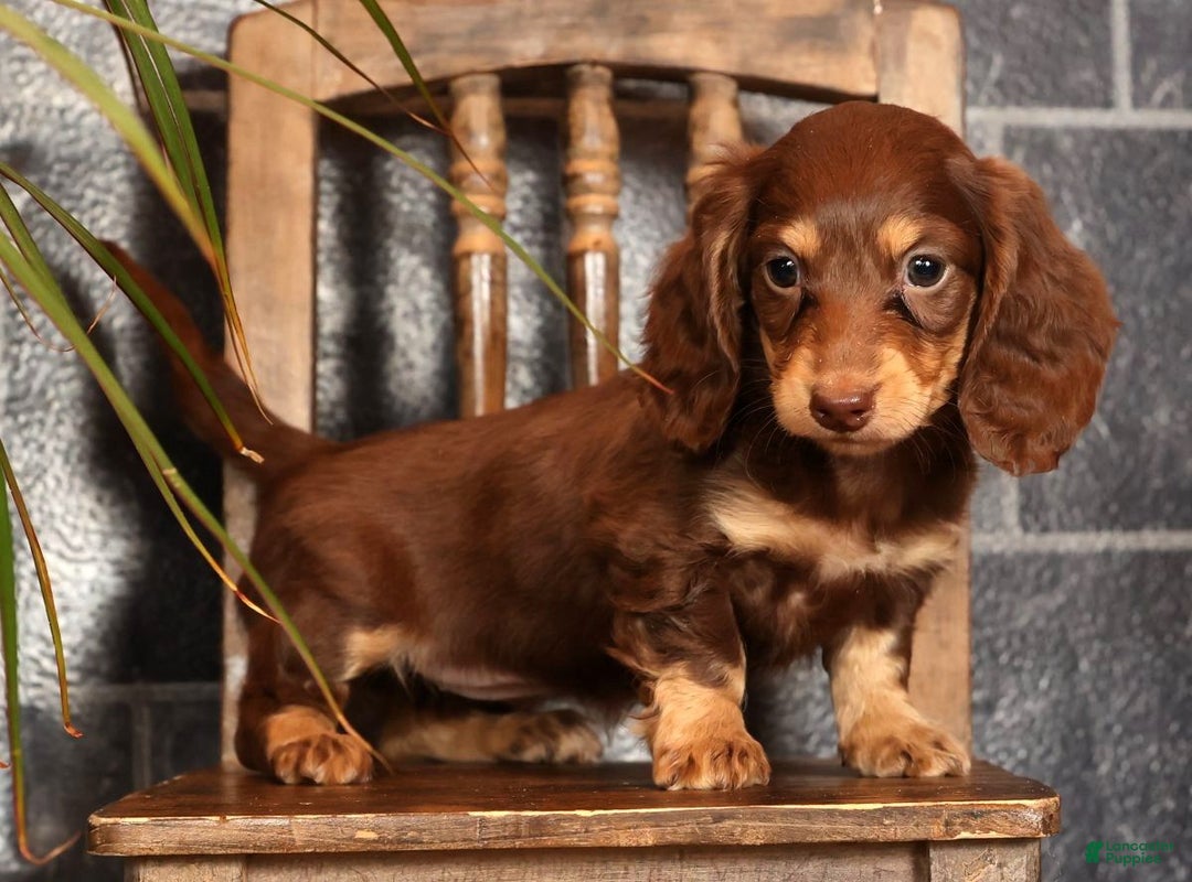 Miniature Dachshund dogs for sale: Abbi - Ad 2