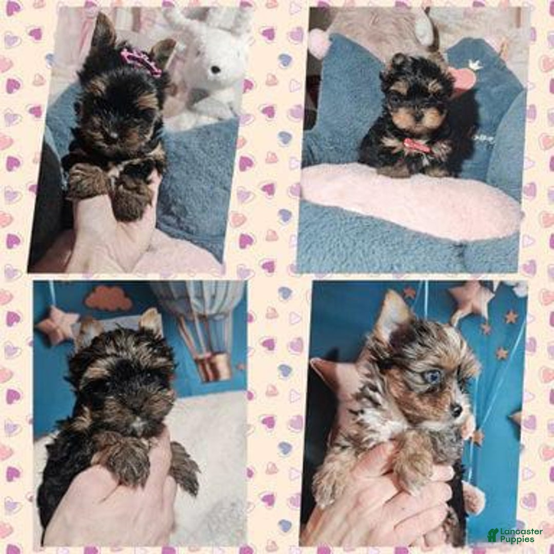 Yorkshire Terrier dogs for sale: Calvin - Ad 5