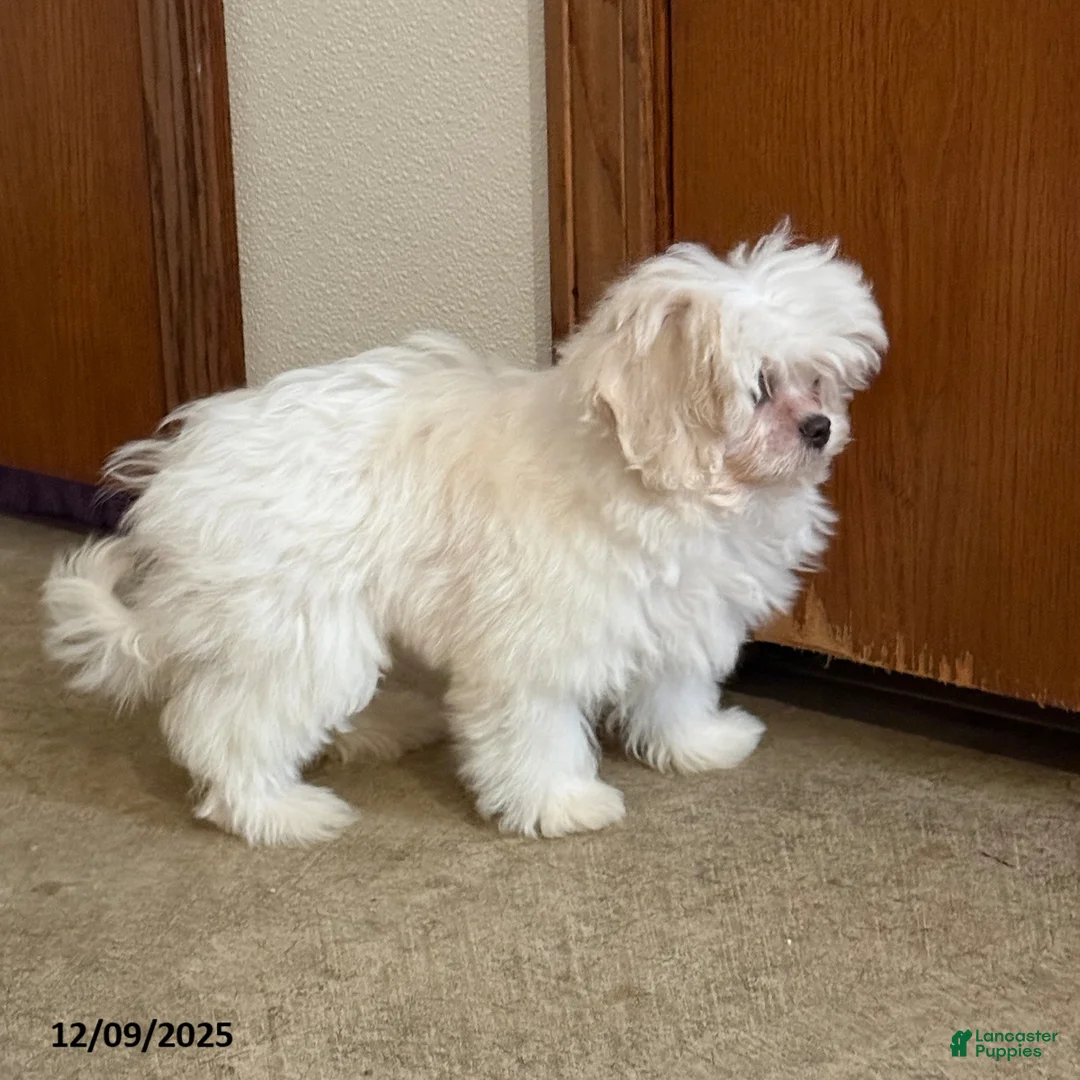 Teddy Bear dogs for sale: Oakley - Ad 4