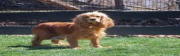 Cockapoo dogs for sale: Trevor - Ad 11
