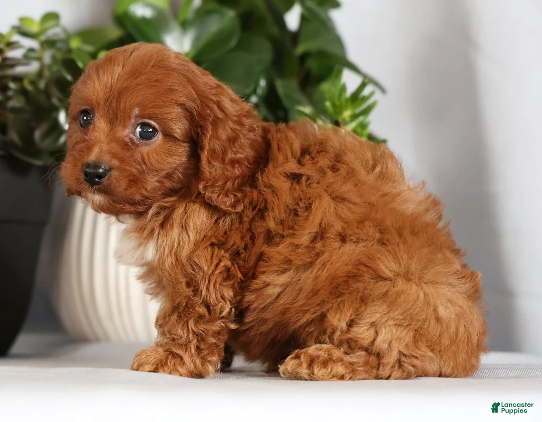 Cavapoo dogs for sale: Missy - Ad 3