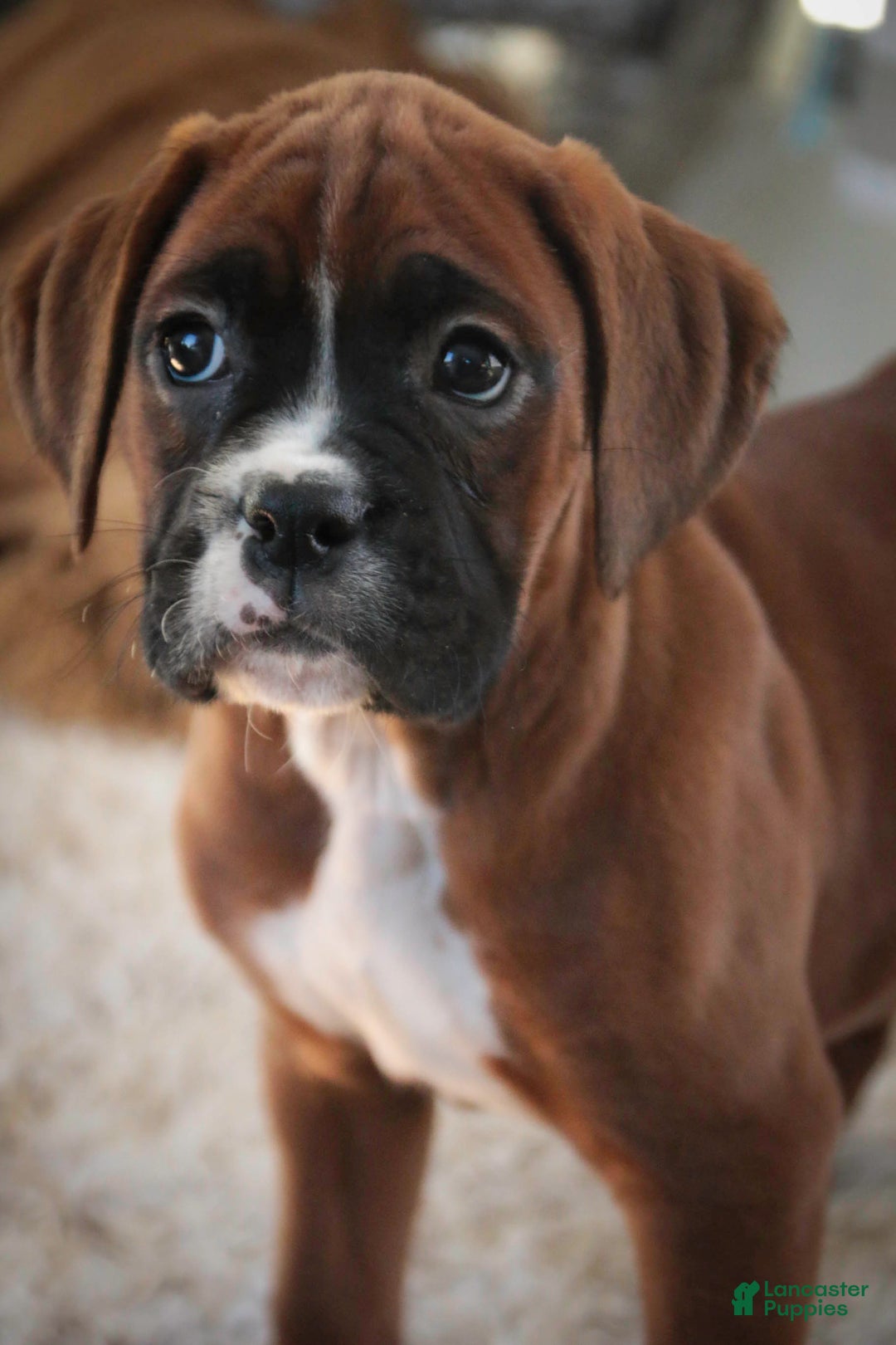 Boxer dogs for sale: Tracy - Ad 5