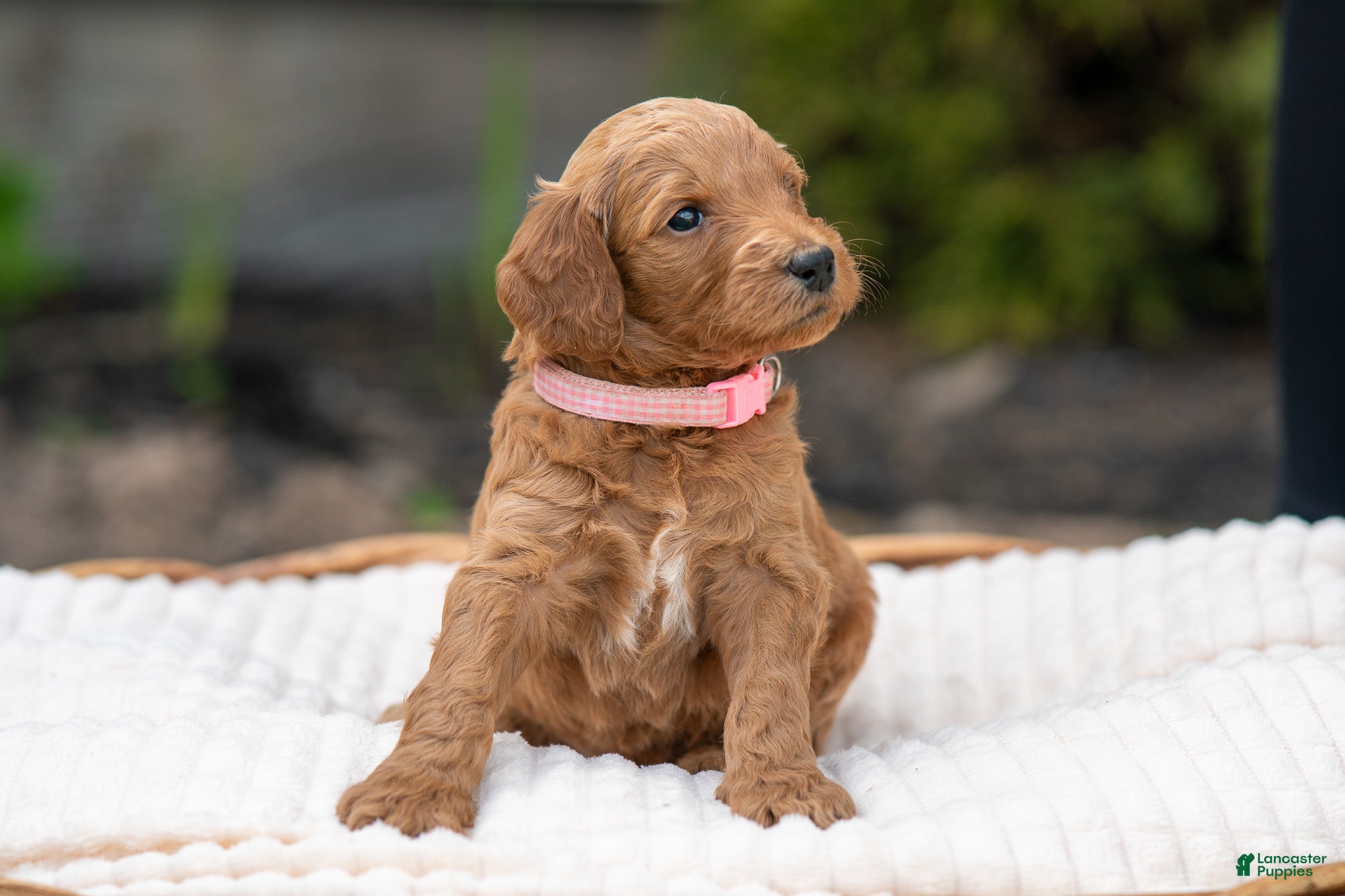 Irish Doodle dogs Light Pink Collar - “Melanie” - Ad 1