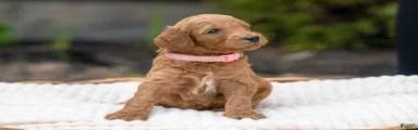 Light Pink Collar - “Melanie”