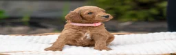 Irish Doodle dogs for sale: Light Pink Collar - “Melanie” - Ad 1