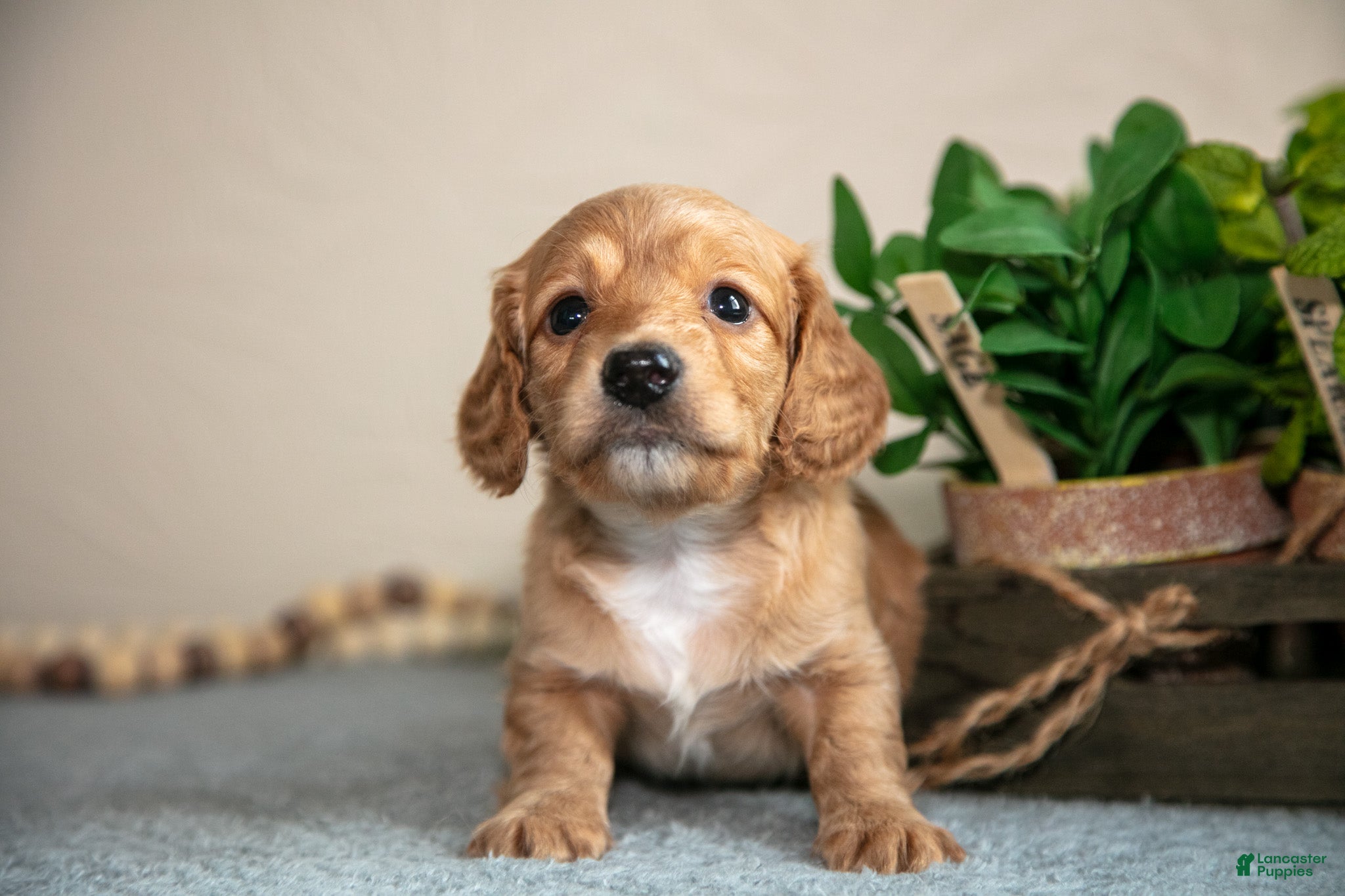 Miniature Dachshund dogs Preston - Ad 2