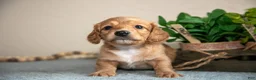 Miniature Dachshund dogs for sale: Preston - Ad 2