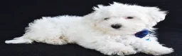 Maltese dogs for sale: Austin - Ad 5