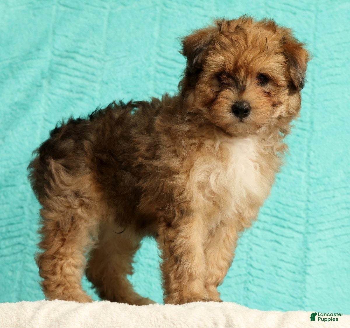 Pomapoo dogs Patrick - Ad 1