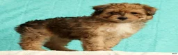 Pomapoo dogs for sale: Patrick - Ad 1