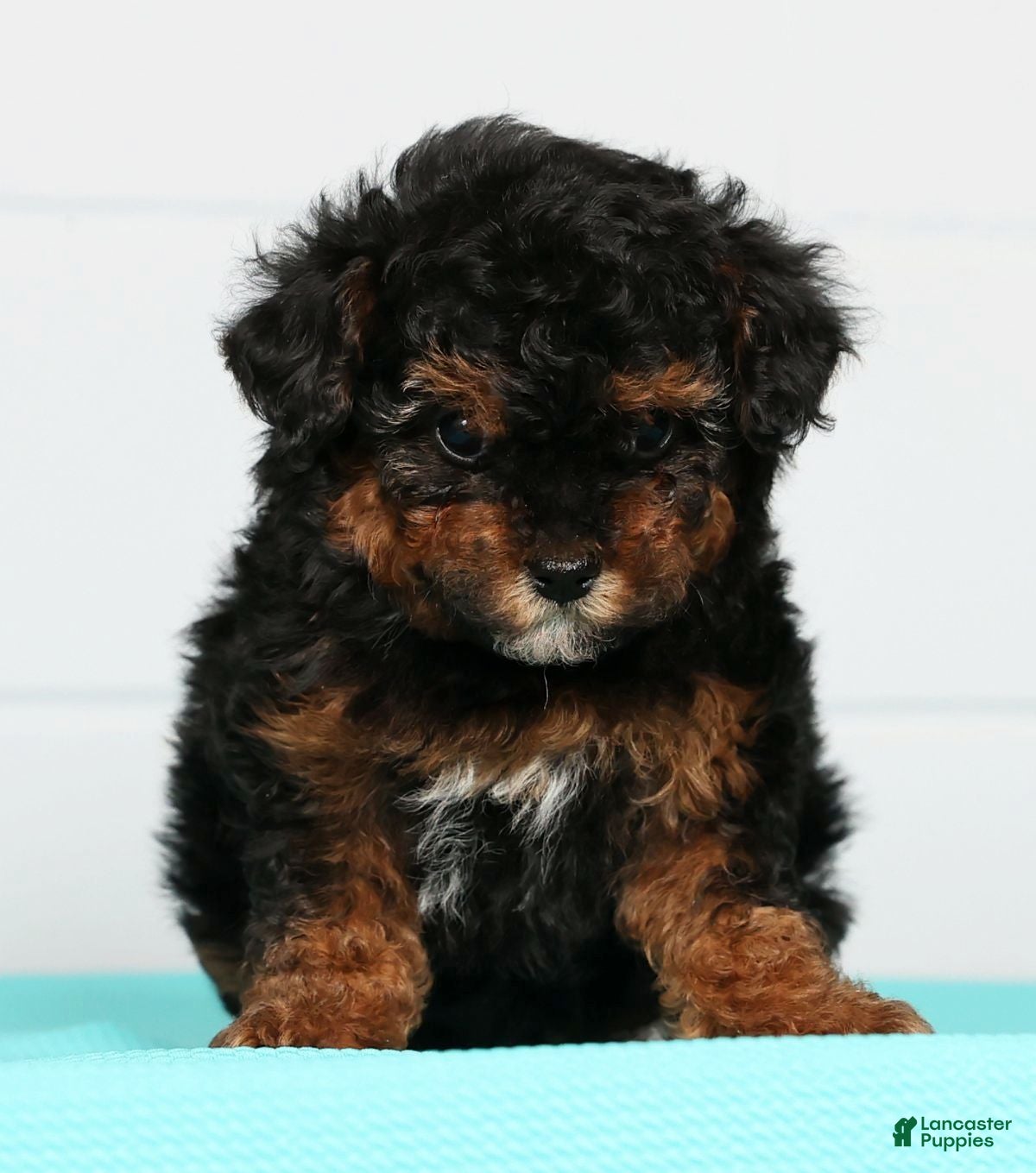 Toy Poodle dogs Marshey - Ad 2