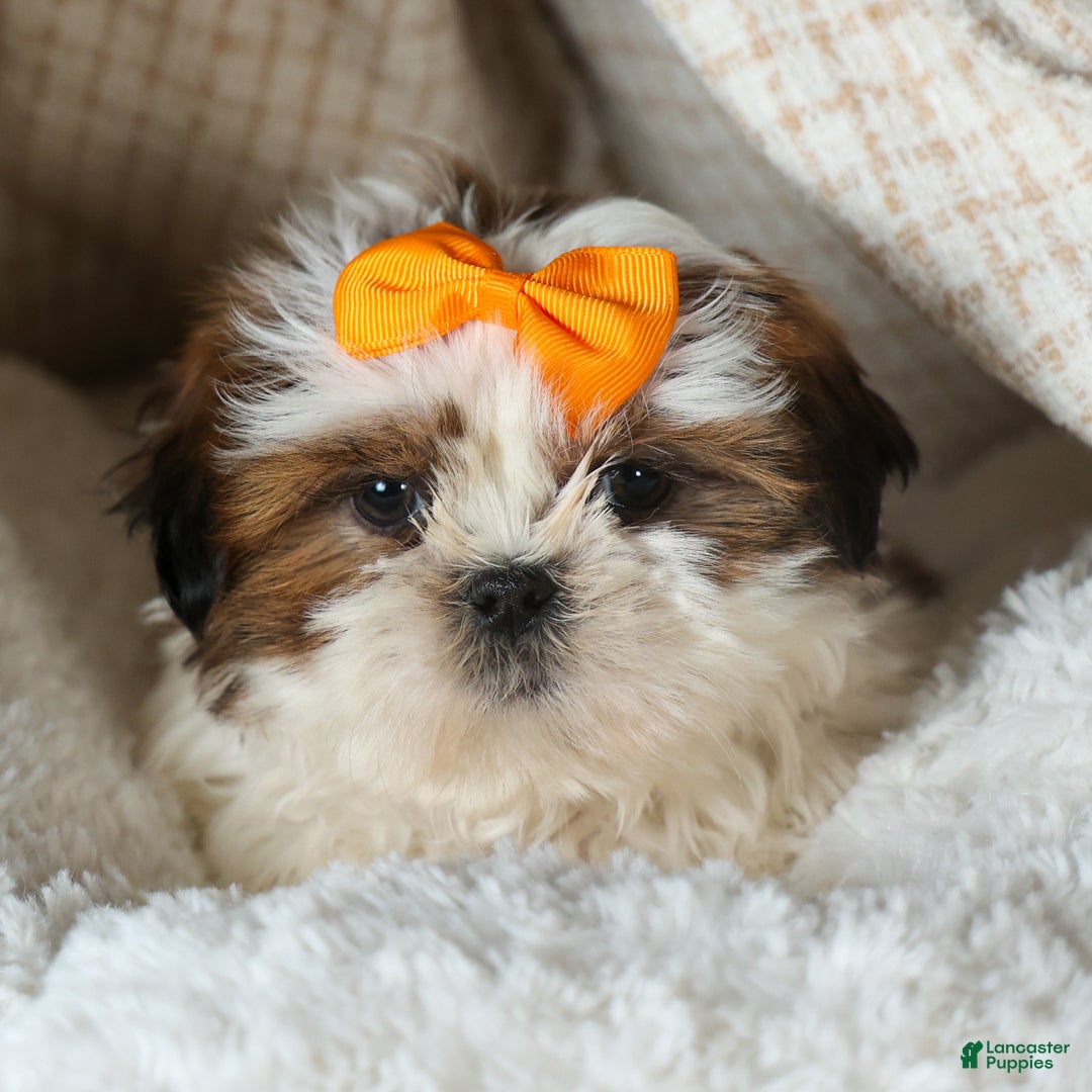 Shih Tzu dogs for sale: RANDY - Ad 7