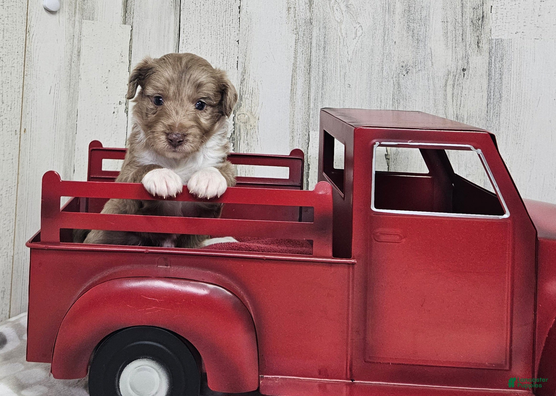 Mini Aussiedoodle dogs F1 Strawberry - Ad 37
