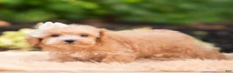 Maltipoo dogs for sale: Fern - Ad 3